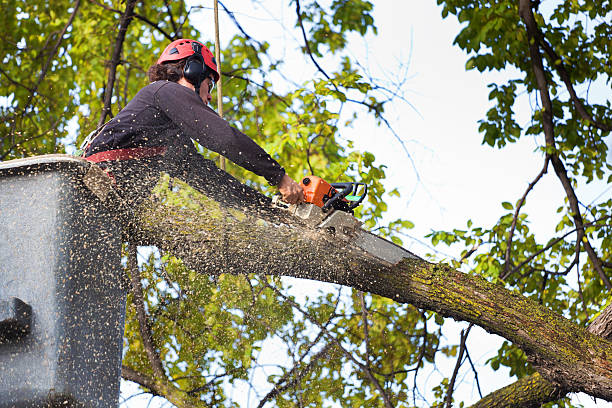 Best Tree Risk Assessment  in Early, TX